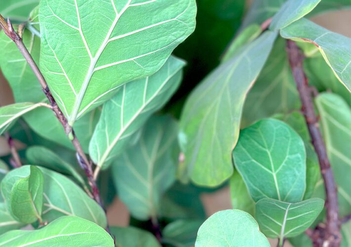 WhimseyJane-fiddle-leaf-fig-900x600