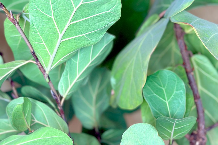 WhimseyJane-fiddle-leaf-fig-900x600