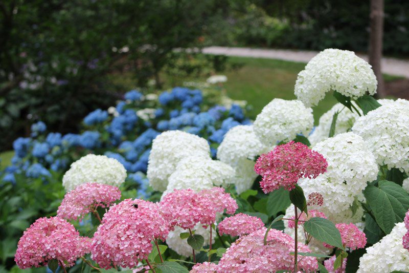 Cape Cod Hydrangea Display Garden paniculata
