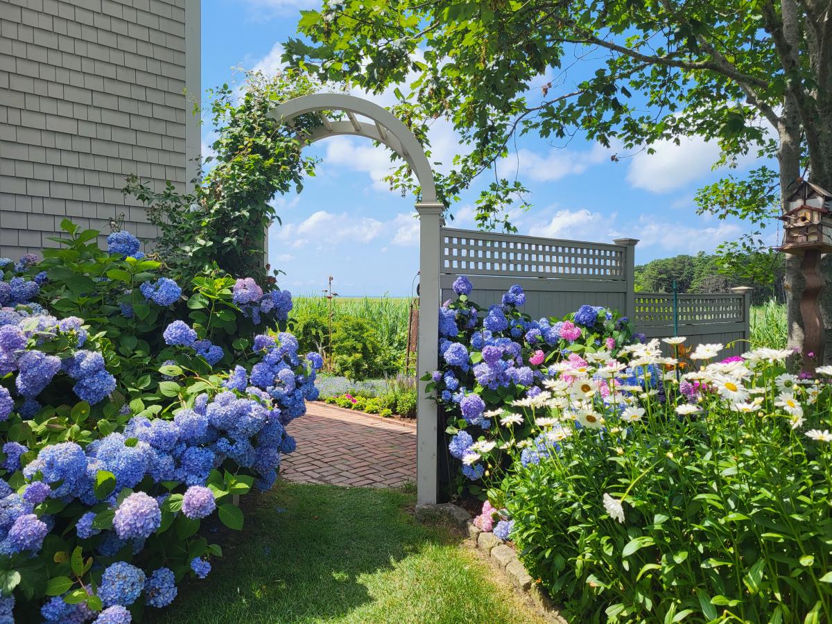 cape cod hydrangea festival