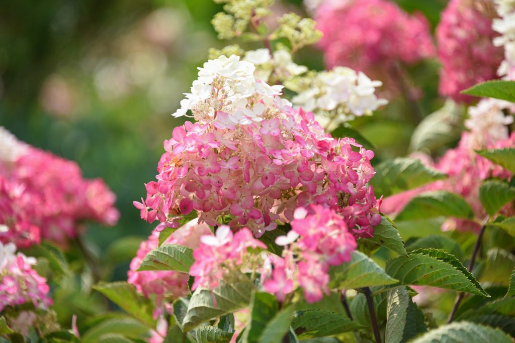 coastal maine botanical gardens hydrangeas