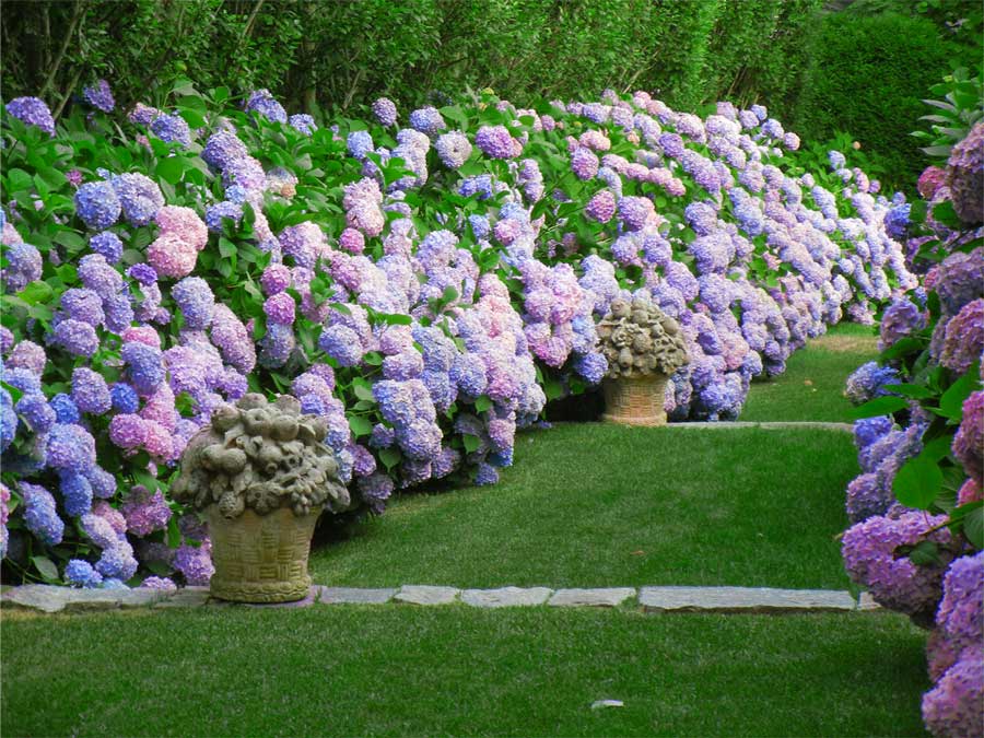 hydrangeas-in-nantucket-new-england