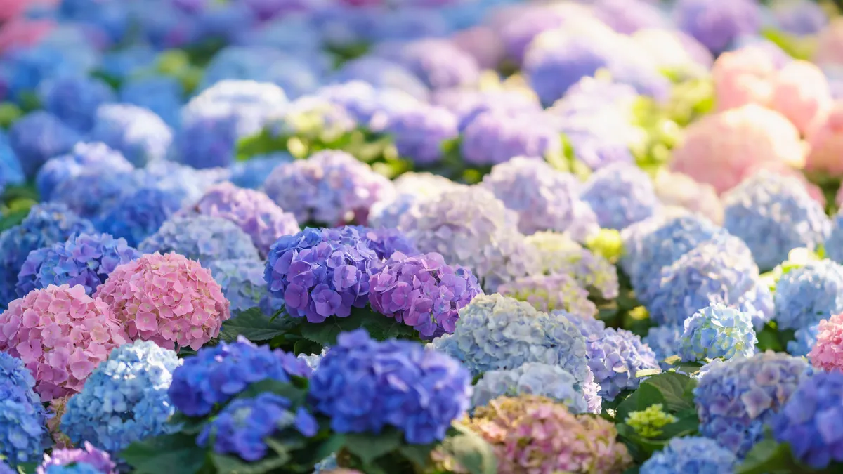 new england botanic garden at tower hill hydrangeas