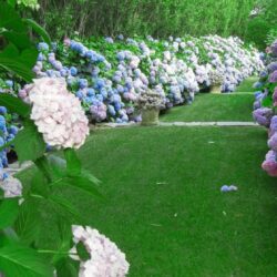 Where to See Hydrangeas in New England: 5 Dreamy Destinations