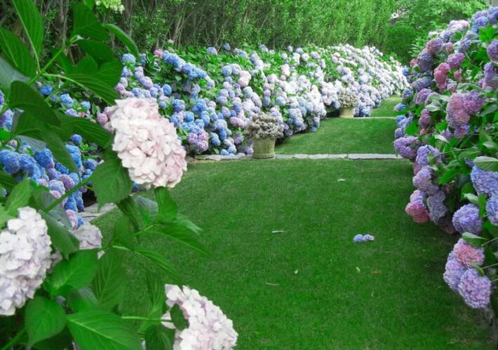 where-to-see-hydrangeas-in-new-england-nantucket