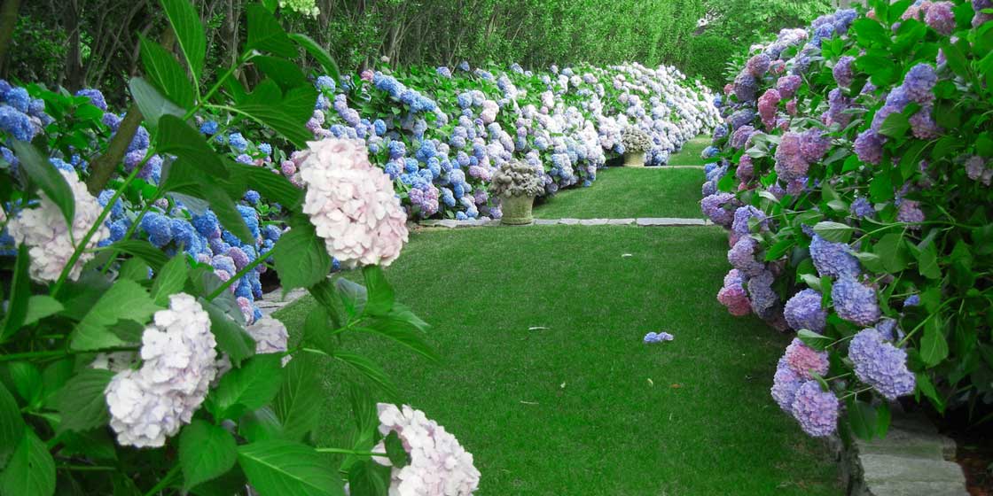 where-to-see-hydrangeas-in-new-england-nantucket