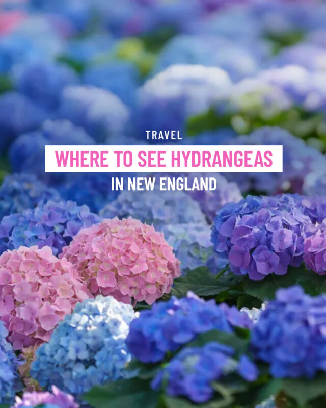 🌸✨ Calling all flower lovers! ✨🌸

Hydrangeas have always held a special place in my heart — from my daughters’ sweetest life moments to the fresh blooms my husband brings home “just because.” 

If you’ve ever dreamed of wandering through gardens bursting with fluffy blue, pink, and lavender blooms, this one’s for you! I’ve rounded up 5 favorite destinations to see hydrangeas in New England, and let me tell you… they’re straight out of a storybook.

From coastal charm in Nantucket to garden paths in Cape Cod, these spots are perfect for a summer getaway (or just a daydream with a cup of tea).

Tap the link in bio to read the full post + start planning your flower-filled escape!

#whimseyjane #hydrangeaseason #newenglandgardens #flowerlover #capecodhydrangeas #nantucketstyle #gardeninspiration #hydrangeas #travelinspo #summergetaway #nantucket #capecod